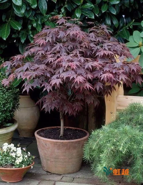 一葉知秋,帶你走進(jìn)精致秀麗的日本紅楓