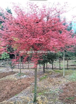 紅楓樹(shù)苗價(jià)格5-30CM紅楓 三季紅楓 日本紅楓 中國(guó)楓紅楓圖片