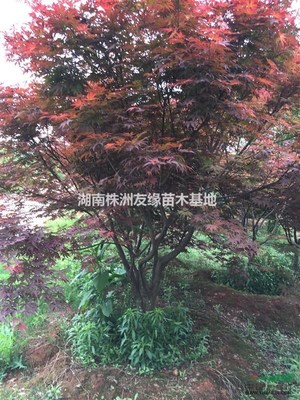 出售湖南紅楓、紅楓小苗、日本紅楓、美國(guó)紅楓、青楓、本地紅楓