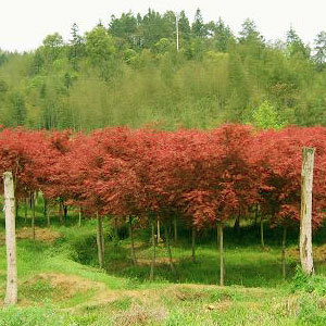 浙湖互愛(ài)彩葉花木園藝場(chǎng) - 中國(guó)花木資訊網(wǎng)