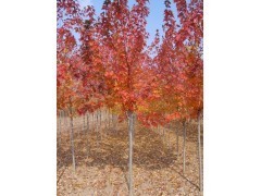 大批量低價(jià)供應(yīng)紅楓,美國(guó)紅楓,日本紅楓,嫁接紅楓規(guī)格齊全|喬灌木|綠化苗木|供應(yīng)信息|597苗木網(wǎng)