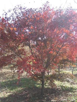 日本紅楓外觀,開(kāi)花顏色介紹