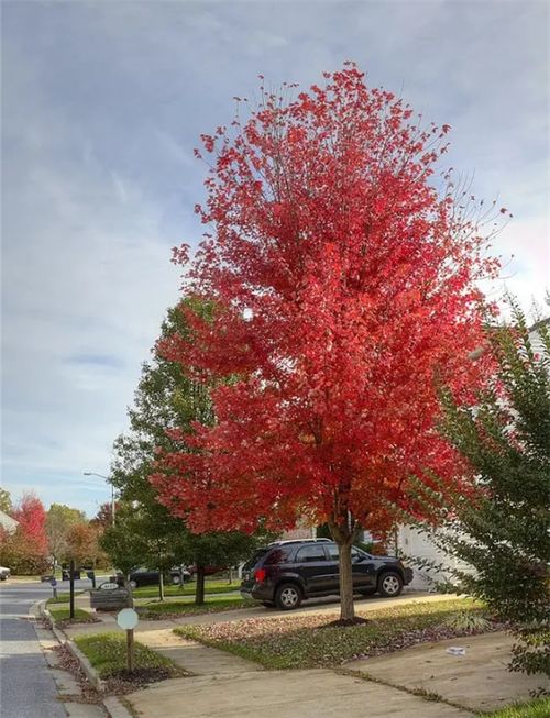 中日美紅楓爭(zhēng)奪戰(zhàn), 紅楓之鄉(xiāng) 為什么還堅(jiān)守 中國(guó)