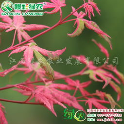 宜黃縣綠農(nóng)農(nóng)業(yè)發(fā)展 日本楓樹(shù)彩葉樹(shù)熱銷新品種日本紅楓 幻彩介紹