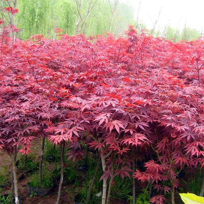 供應(yīng)紅楓樹，保鮮快遞紅楓苗，日本紅楓，國產(chǎn)紅楓，美國紅楓