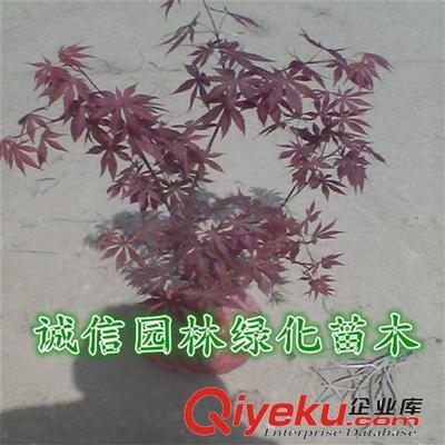 紅楓樹 紅楓樹苗 紅楓苗 紅楓盆景 日本紅楓樹 日本紅楓樹苗-沭陽縣誠信園林綠化苗木基地提供紅楓樹 紅楓樹苗 紅楓苗 紅楓盆景 日本紅楓樹 日本紅楓樹苗的相關(guān)介紹、產(chǎn)品、服務(wù)、圖片、價格沭陽縣誠信園林綠化苗木基地、喬木;苗木