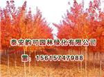 河南紅點(diǎn)紅楓:想買品種好的紅點(diǎn)紅楓上哪-泰安韻可園林綠化提供河南紅點(diǎn)紅楓:想買品種好的紅點(diǎn)紅楓上哪的相關(guān)介紹、產(chǎn)品、服務(wù)、圖片、價格美國紅點(diǎn)紅楓扦插苗、美國紅點(diǎn)紅楓扦插苗、金冠黃楊小苗、山東紅火箭紫薇樹苗、日本紅楓黃金楓價格、歐洲紅楓基地、