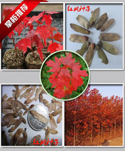 【美國改良紅楓】最新最全美國改良紅楓 產(chǎn)品參考信息