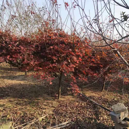 日本紅楓報價表 紅楓報價 邳州市千綠園林綠化