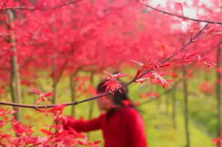 日本紅楓苗那個品種最紅