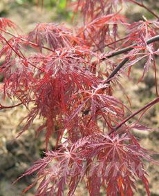 提供鎮(zhèn)江句容市日本紅楓直供