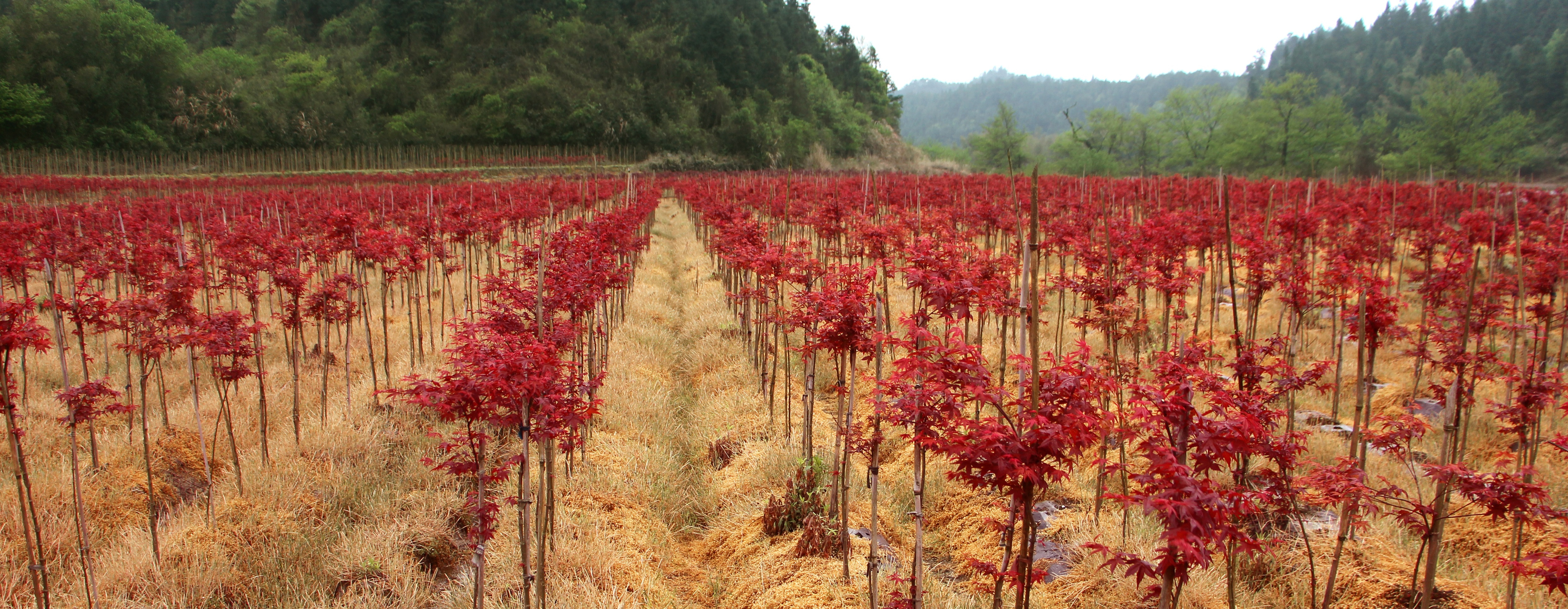 紅楓--主要品種(日本紅楓橙之夢、三季紅、紅舞姬)