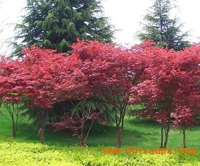 2016年江蘇紅楓小苗特價