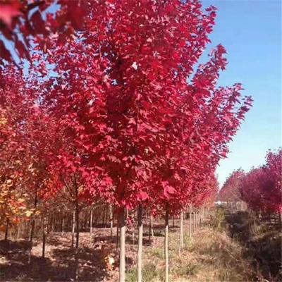 日本紅楓種植日本紅楓和中國紅楓的區別日本紅楓葉宿遷誠盛園林苗圃