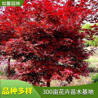 日本紅楓樹苗 園林行道樹綠化 景觀街道觀賞彩葉樹種