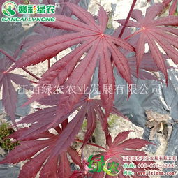 日本紅楓 全球花木網(wǎng)為您提供各地日本紅楓供應(yīng)商和價(jià)格信息