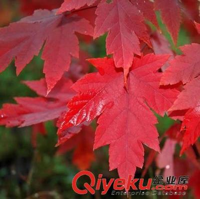 正宗日本紅楓苗紅絲帶紅楓樹(shù)苗嫁接苗批發(fā)紅楓小苗綠化苗木-沭陽(yáng)縣虞里花卉園藝場(chǎng)提供正宗日本紅楓苗紅絲帶紅楓樹(shù)苗嫁接苗批發(fā)紅楓小苗綠化苗木的相關(guān)介紹、產(chǎn)品、服務(wù)、圖片、價(jià)格沭陽(yáng)縣虞里花卉園藝場(chǎng)、綠化苗木;草坪種子;花卉種子;牧草種子;盆景;盆栽;水生花卉;園林園藝用具等