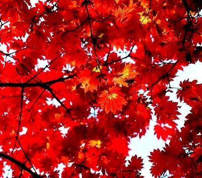 紅楓的病蟲(chóng)害防治