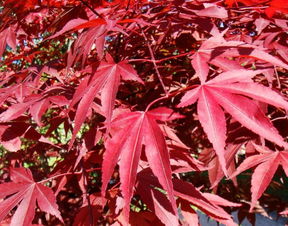 日本紅楓 三季紅的市場(chǎng)走向以及價(jià)值