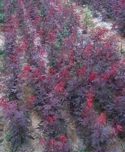 【紅舞妓】最新最全紅舞妓 產(chǎn)品參考信息