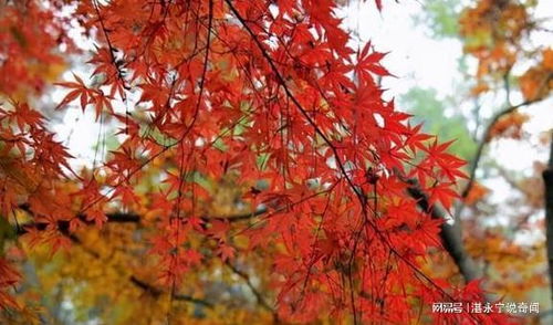 西湖邊的 紅葉大道 ,有500多棵楓樹(shù),游客說(shuō)酷似日本京都