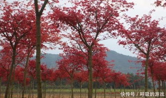 楓情萬(wàn)種之日本紅楓紅舞姬