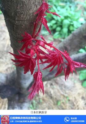 日本紅楓三季紅|舜楓農(nóng)林|日本紅楓三季紅大樹(shù)