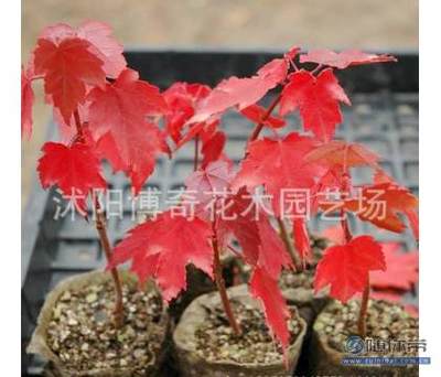 【博奇園林綠化苗木樹(shù)苗庭院植物日本紅楓苗紅絲帶紅楓樹(shù)苗量大優(yōu)惠】沭陽(yáng)博奇花木園藝場(chǎng) - 產(chǎn)品庫(kù)