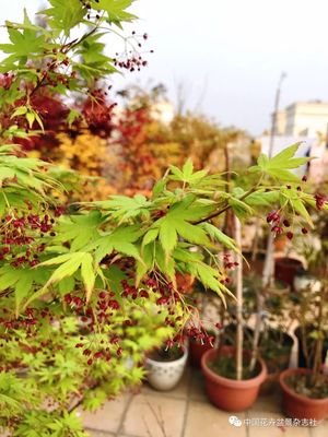 春楓得意 記錄我10年的日本紅楓種植之旅