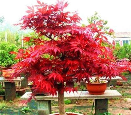 4種 樹 ,寓意日子紅紅火火,客廳養(yǎng)1盆,家越來越興旺