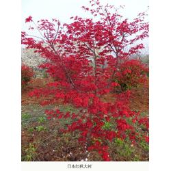 出售日本紅楓苗 舜楓園林 吉林日本紅楓苗