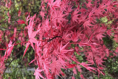 日本紅楓和美國紅楓哪個(gè)好,區(qū)別有幾點(diǎn)