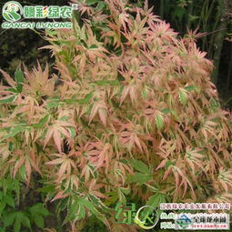 2017日本紅楓蝴蝶楓 長勢旺盛 枝葉繁茂 蝴蝶楓小苗報(bào)價(jià)報(bào)價(jià) 江西撫州日本紅楓蝴蝶楓 長勢旺盛