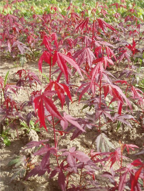 日本紅楓8月份能移栽嗎