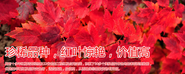 紅楓,美國紅楓,日本紅楓-渤海:新區街頭綠化帶呈現&ldquo;野草之美&rdquo;-美國紅楓十月光輝|夕陽紅|紅冠|秋火焰|日本紅楓獅子頭、三河八房、紅三河批發【華石紅楓 tel:4006168511】-7.shmmw.com