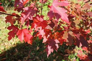 不負(fù)秋日好時光 桓仁楓林谷一日游