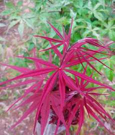 浙江精一園藝全部商品_花木推薦商家