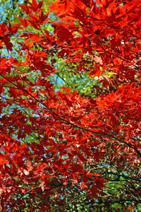 日本紅楓樹