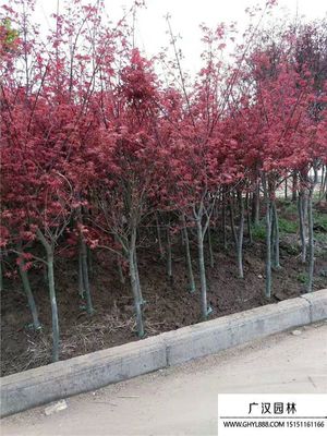 「日本紅楓」日本紅楓圖片_價(jià)格表_基地-沭陽縣廣漢園林苗木場(chǎng)