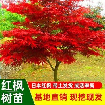[紅楓批發(fā)]山東臨沂郯城縣楓樹 2.00元/棵紅楓 日本紅楓紅舞 _ 一畝田