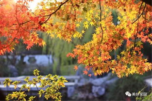 秋風(fēng)瑟瑟,來看這里 楓 情萬種