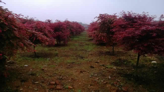 1公分美國(guó)紅楓的價(jià)格點(diǎn)擊了解更多