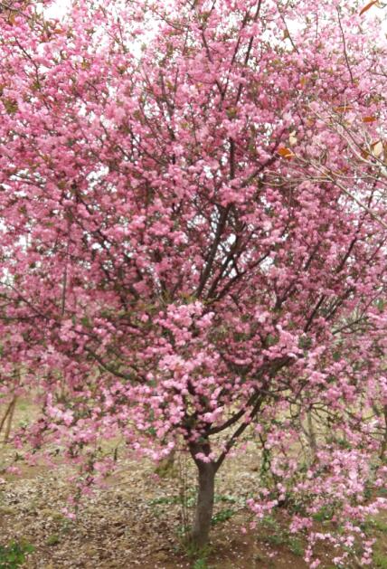 衡水紅楓價格 通園銀杏樹 日本紅楓價格