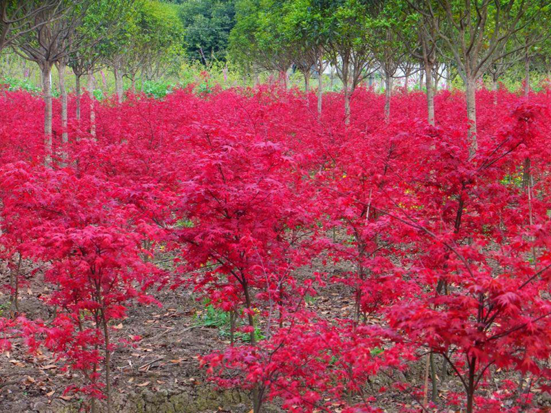 地徑4公分5公分8公分日本紅楓小苗 日本紅楓價(jià)格-