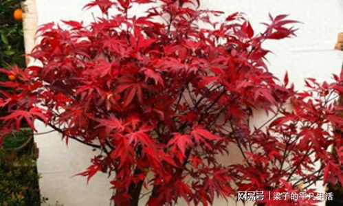 中國人視為垃圾的樹葉,在日本卻成熱銷美食,一份售價(jià)八九塊