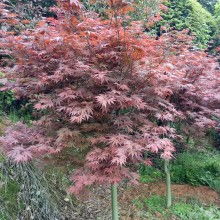 長沙市雨花區(qū)治維苗圃 供應(yīng)產(chǎn)品