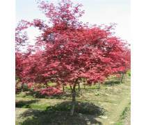 【恒昌種業美國紅楓樹苗紅點紅冠秋火焰小苗嫁接日本紅楓小苗紅舞姬四季紅楓苗】鹽城市亭湖區城西恒昌花木經營部 - 產品庫