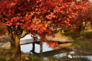 上海小眾賞楓地盤點 日本紅楓正當時，這些地方即將刷屏朋友圈