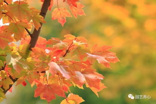 深淺楓如被酒紅 日本紅楓及其在園藝療法中的運(yùn)用