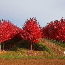 日本紅楓 秋日里的絢爛詩(shī)篇
